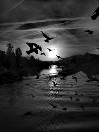 Silhouette birds flying over lake against sky