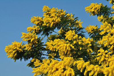 Low angle view of yellow flowering plant against sky