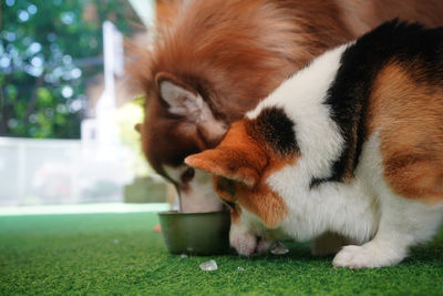 Close-up of dog