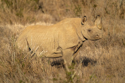 Black rhino