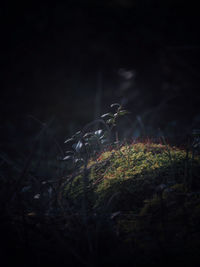 Close-up of grass on field at night