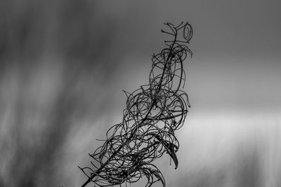 Low angle view of bare tree against sky