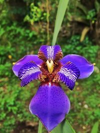 Close-up of purple flowers blooming