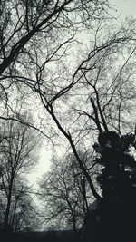 Low angle view of bird on branch against sky