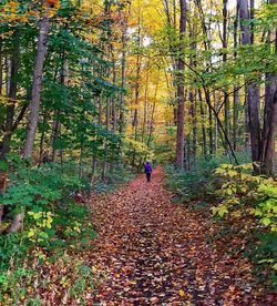 People walking on footpath in forest