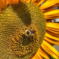 Close-up of honey bee pollinating on sunflower