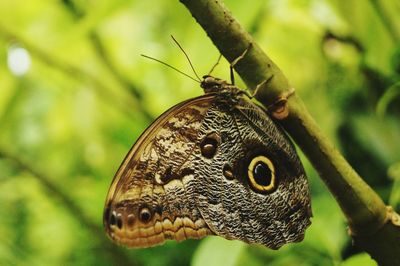 Close-up of butterfly on stem