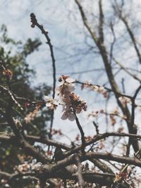 Close-up of apple blossoms in spring