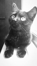 Close-up portrait of cat