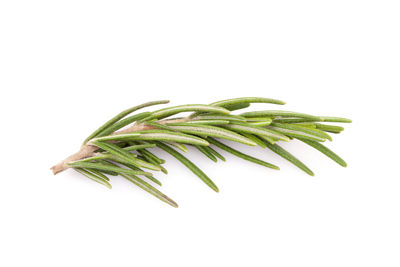 Close-up of leaf against white background