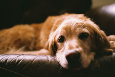 Close-up portrait of dog relaxing on sofa at home
