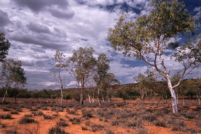 Bare trees on field against cloudy sky