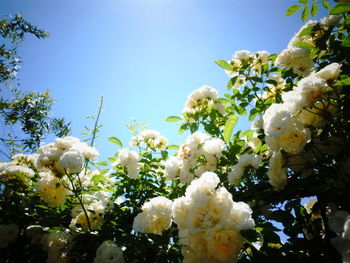 Low angle view of white flowers blooming on tree