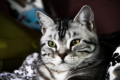 Close-up portrait of tabby cat