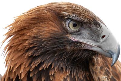 Close-up of eagle against white background