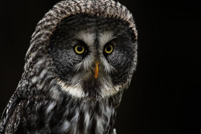 A trained great grey owl, strix nebulosa