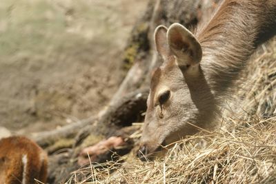 Close-up of deer on field