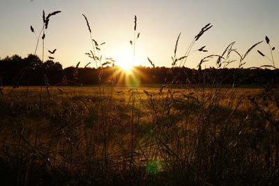 Silhouette plants on field against sky at sunset