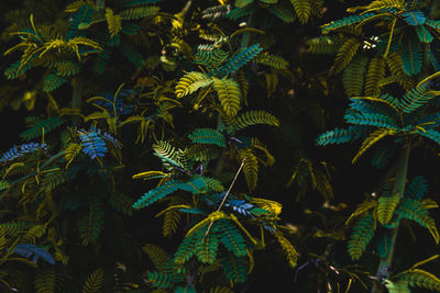 Full frame shot of green plants