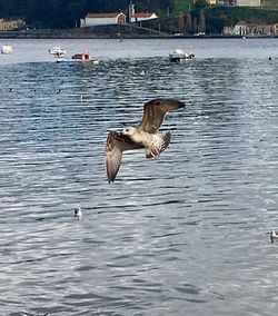 Swans swimming in lake