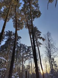 Low angle view of trees against sky