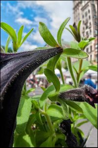 Close-up of green lizard on potted plant