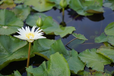 Close-up of lotus water lily in lake