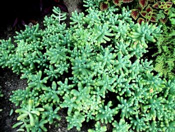 Close-up of plant growing on tree