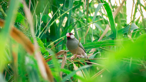 Bird in a field