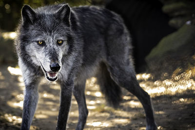 Portrait of a gray wolf in a field
