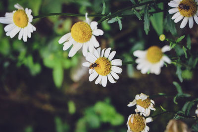 Close-up of white daisy flowers