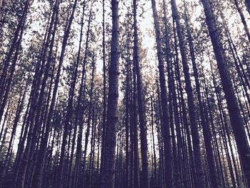 Low angle view of bamboo trees in forest