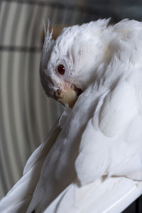 Close-up of white cockatiel