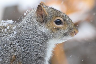 Close-up of squirrel