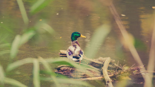 High angle view of duck standing on log in lake