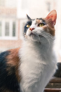 Close-up of a cat looking away