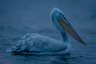 Close-up of pelican