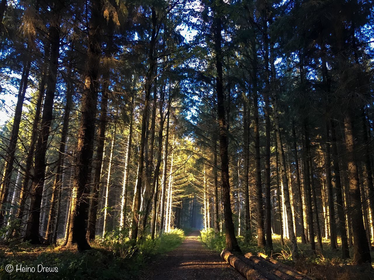 tree, nature, beauty in nature, outdoors, no people, tranquility, growth, forest, scenics, sky, day, astronomy