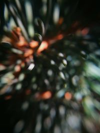 Low angle view of pine tree