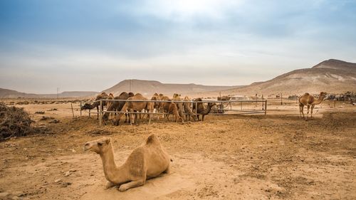Sheep on field against sky