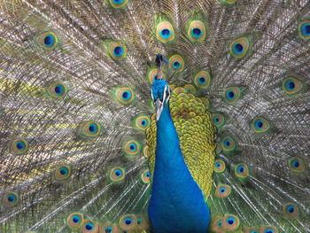 Peacock with feathers fanned out