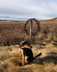 Dog standing on field