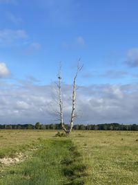 Tree on field against sky