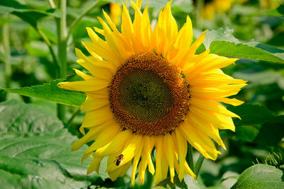 Close-up of sunflower