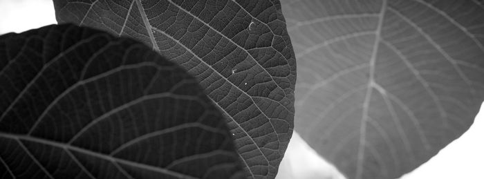 Close-up of leaves against blurred background