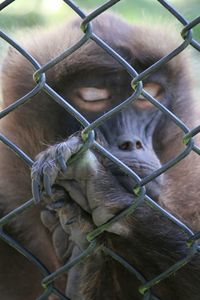 Close-up of horse in cage