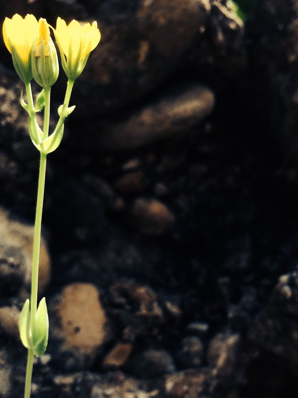 flower, freshness, growth, fragility, petal, plant, stem, beauty in nature, flower head, nature, blooming, close-up, focus on foreground, leaf, in bloom, yellow, botany, blossom, bud, growing