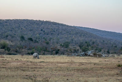 Sheep in a field