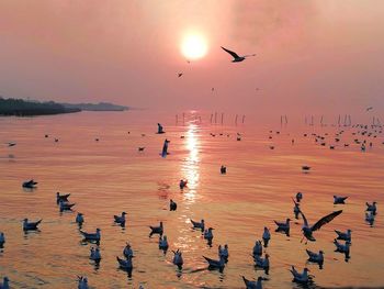 Flock of seagulls flying over sea during sunset