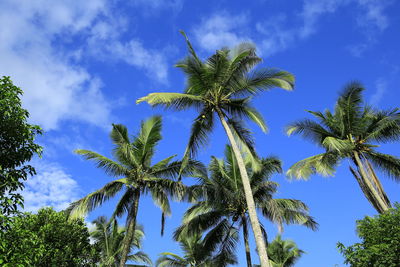 Low angle view of palm trees against blue sky